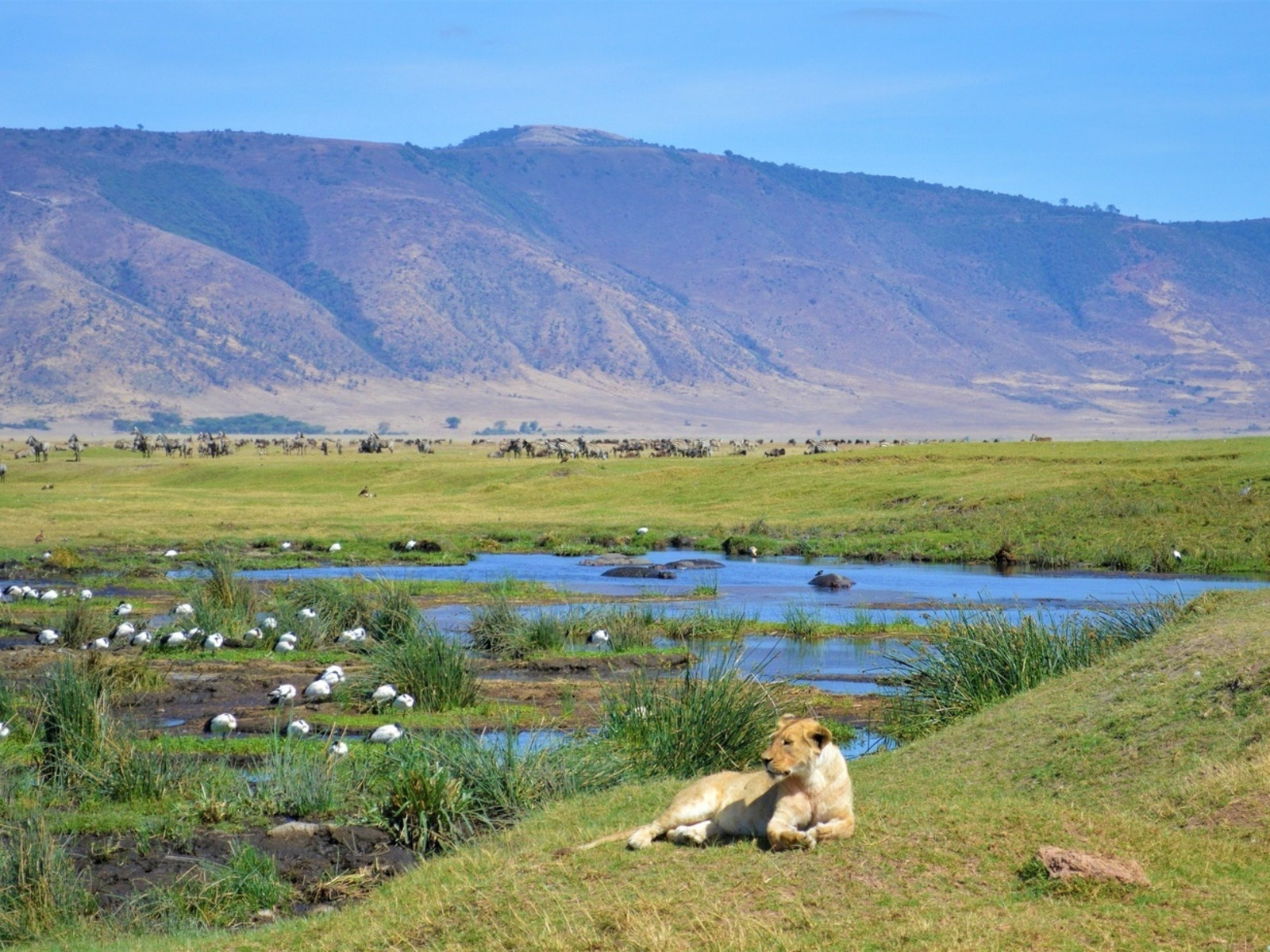 NGORONGORO