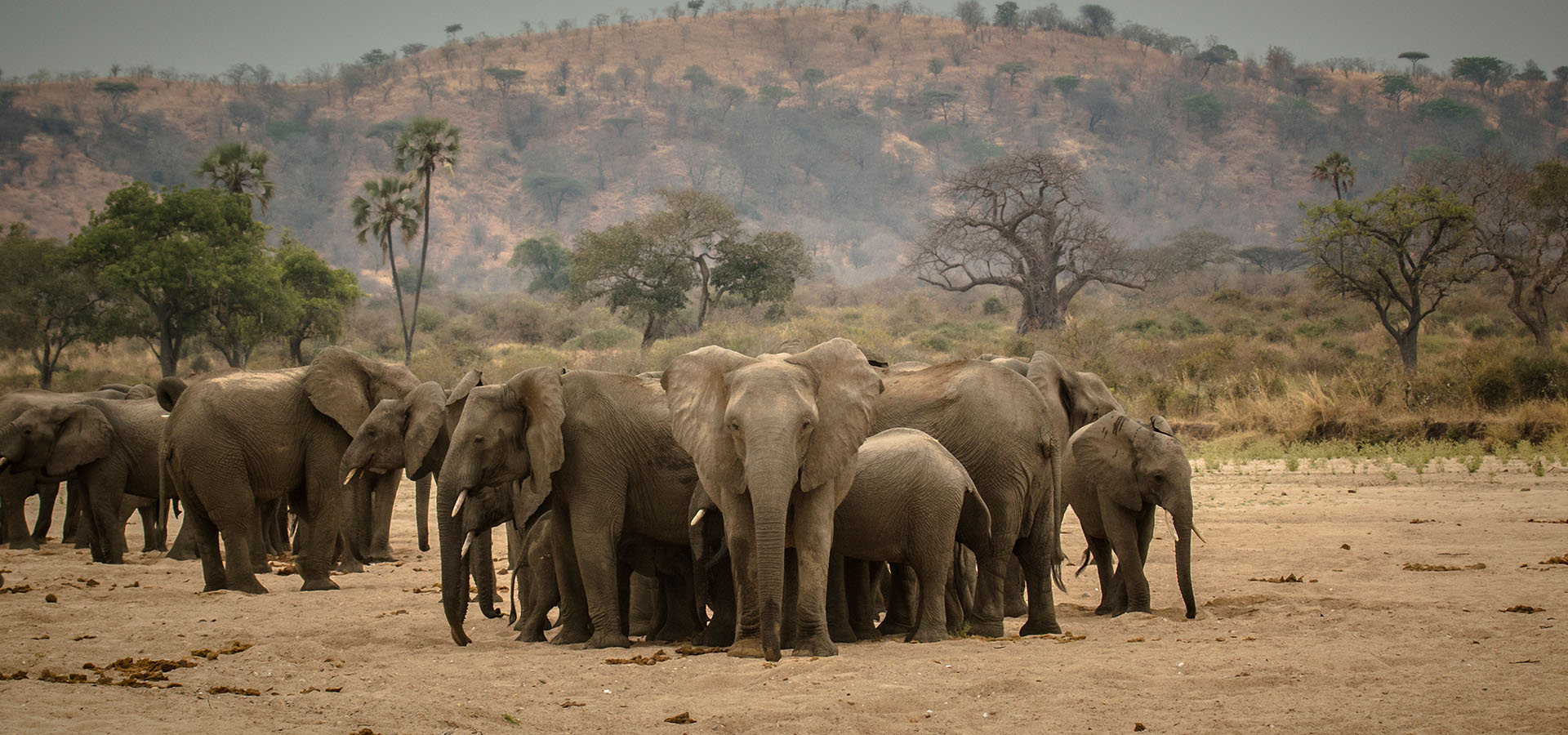 Northern Tanzania Wildlife Safari - Private Budget