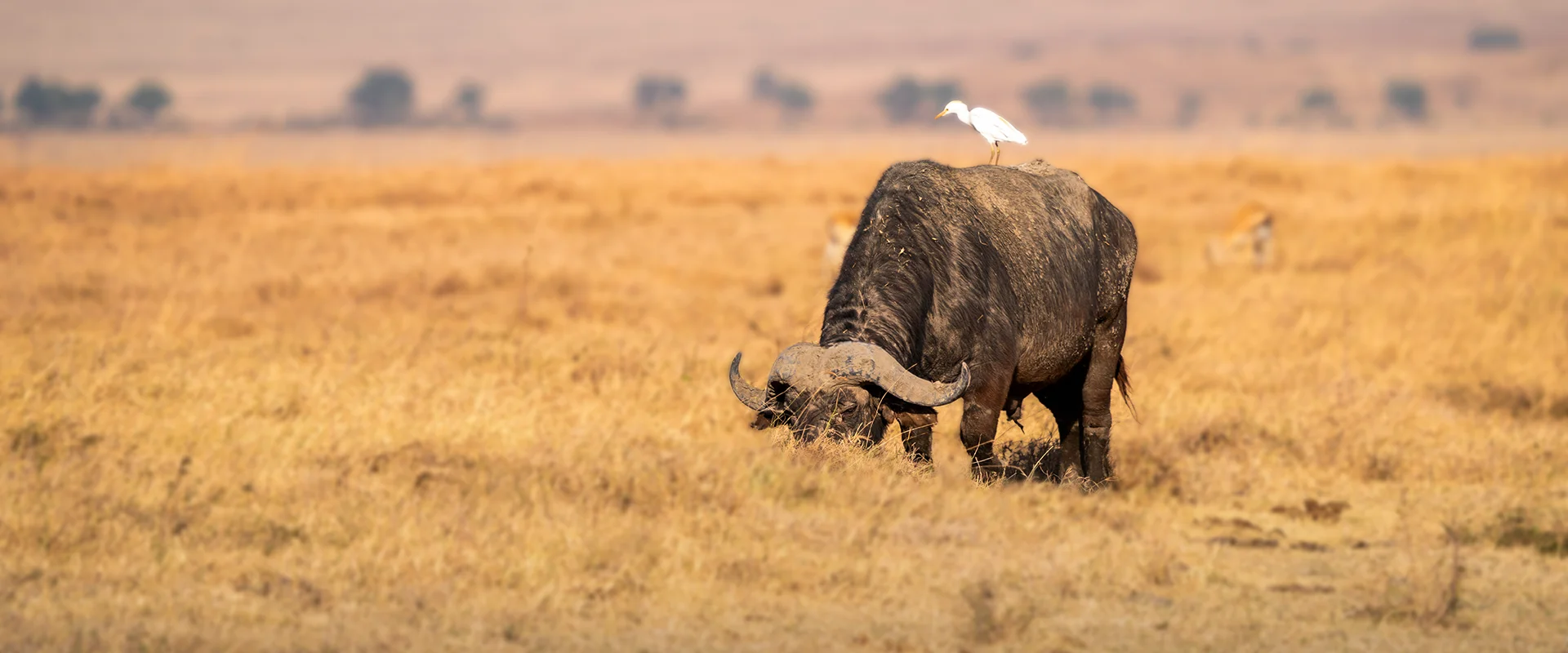 Northern Tanzania Wildlife Safari - Private Budget1