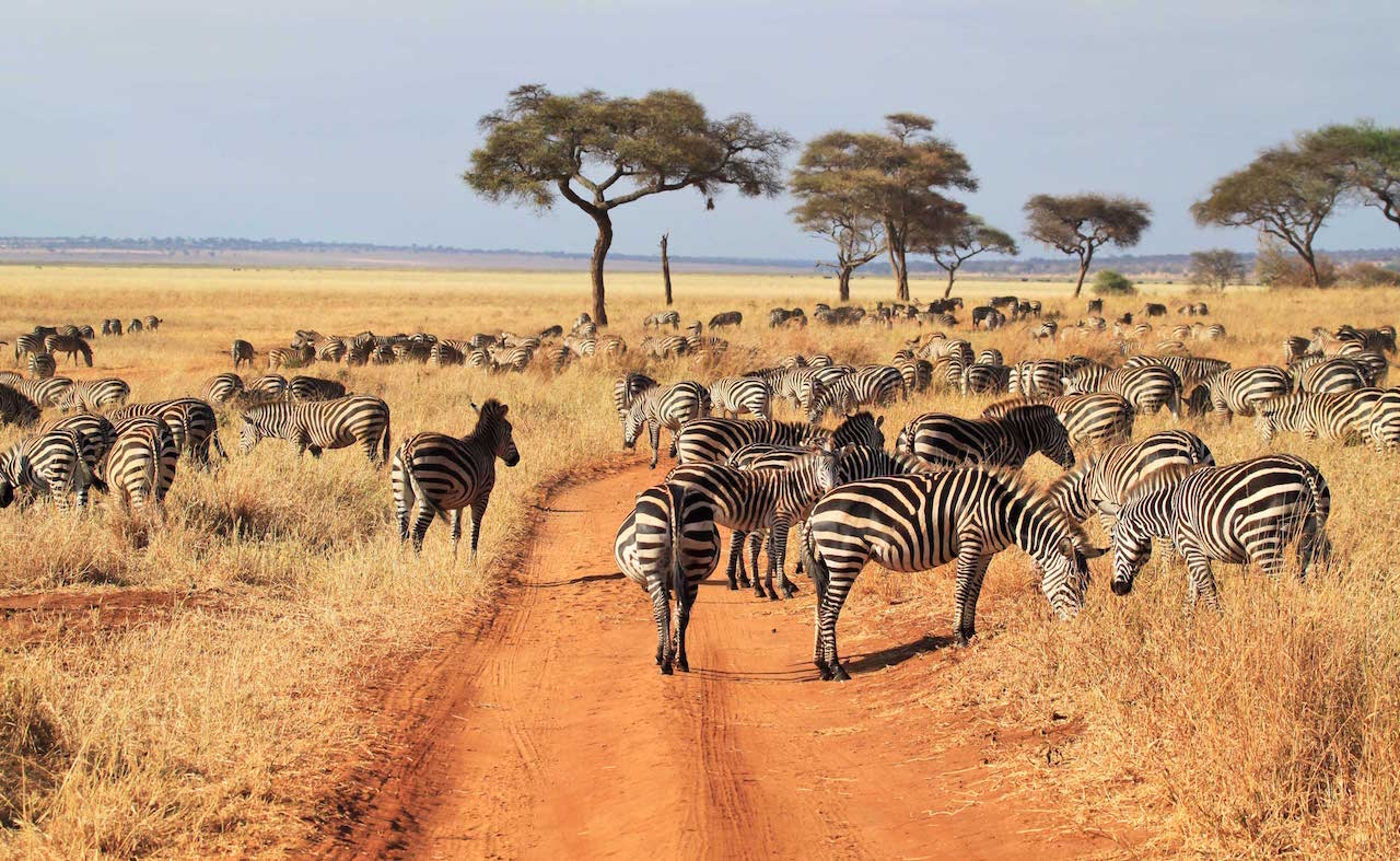 Northern Tanzania Wildlife Safari - Private Budget5