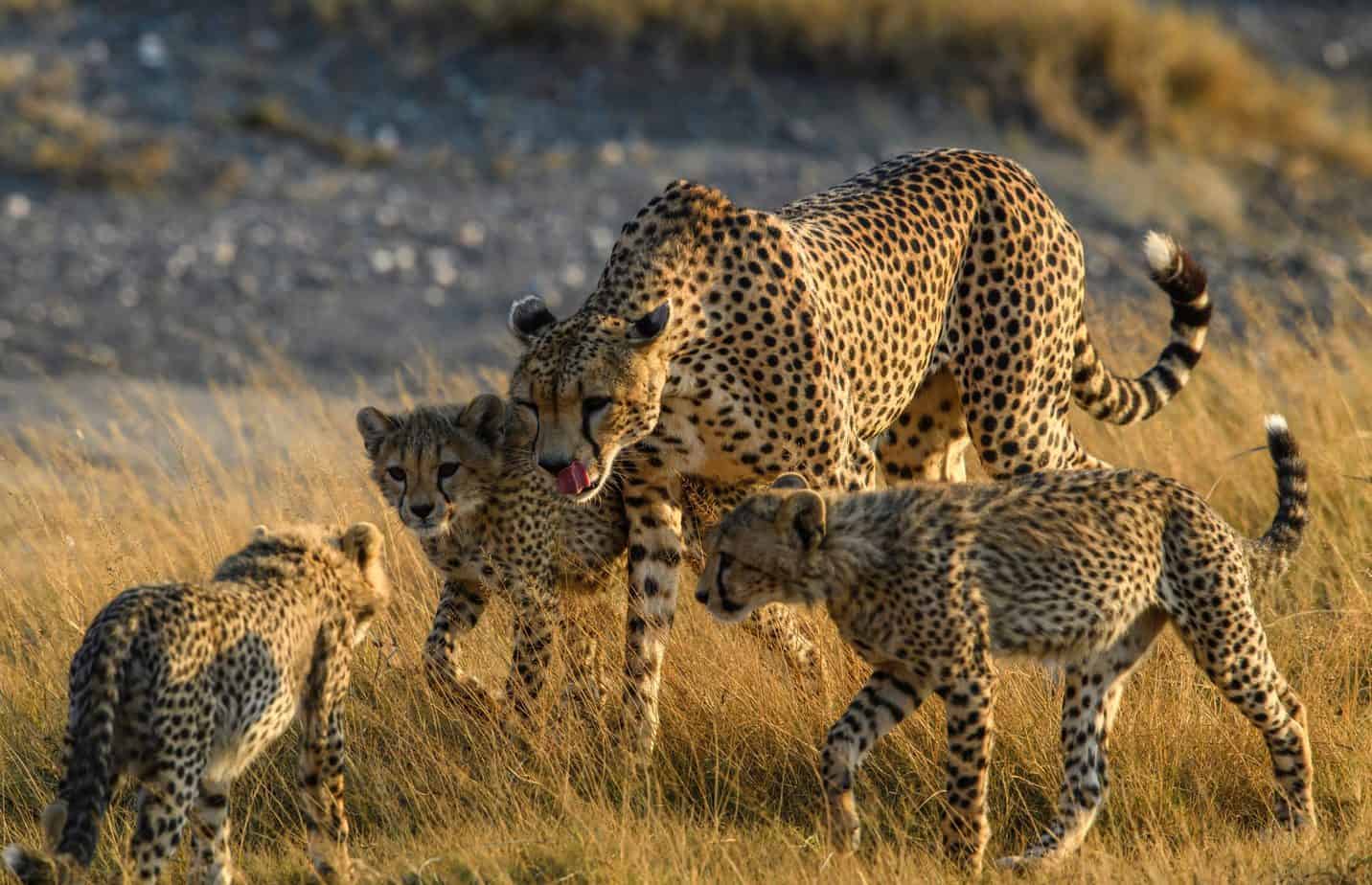 SERENGETI NATIONAL PARK