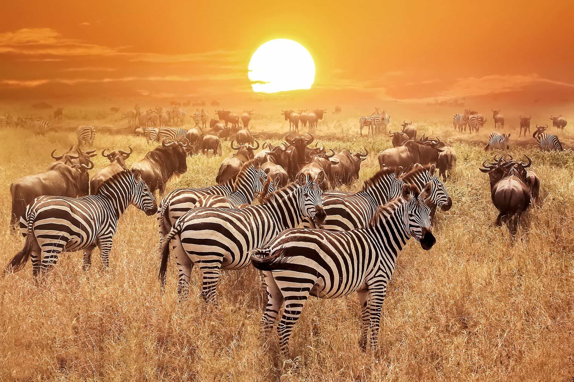 SERENGETI