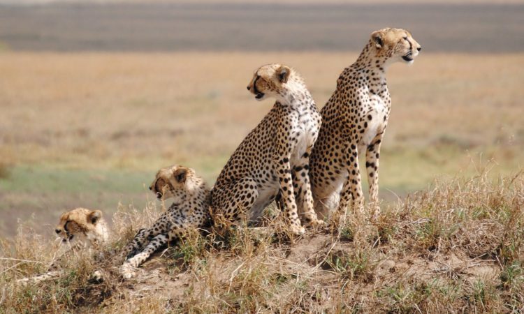 Serengeti National Park2