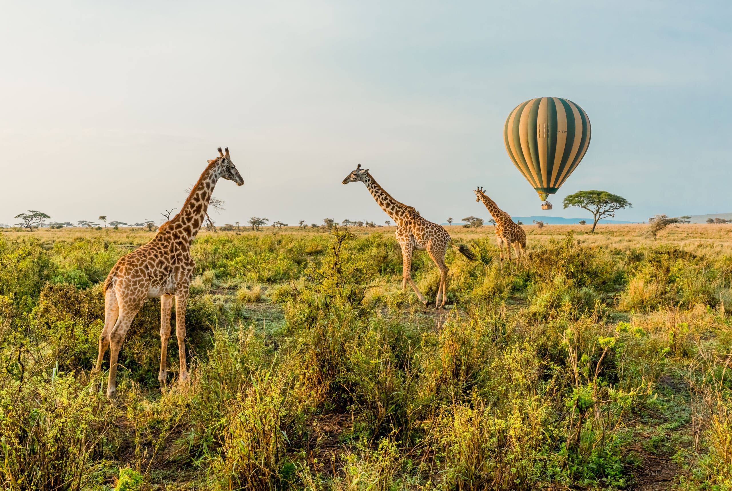 Serengeti National Park4