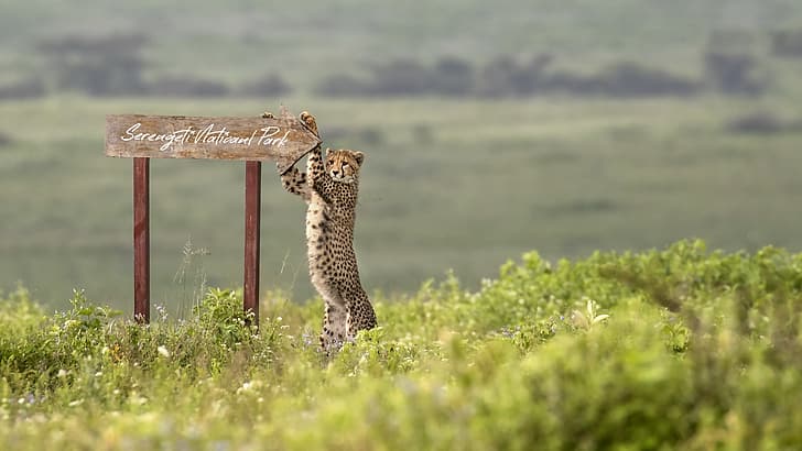 Serengeti National Park5