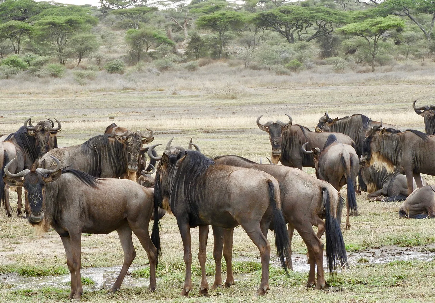 Serengeti & Ngorongoro Crater Private Luxury1