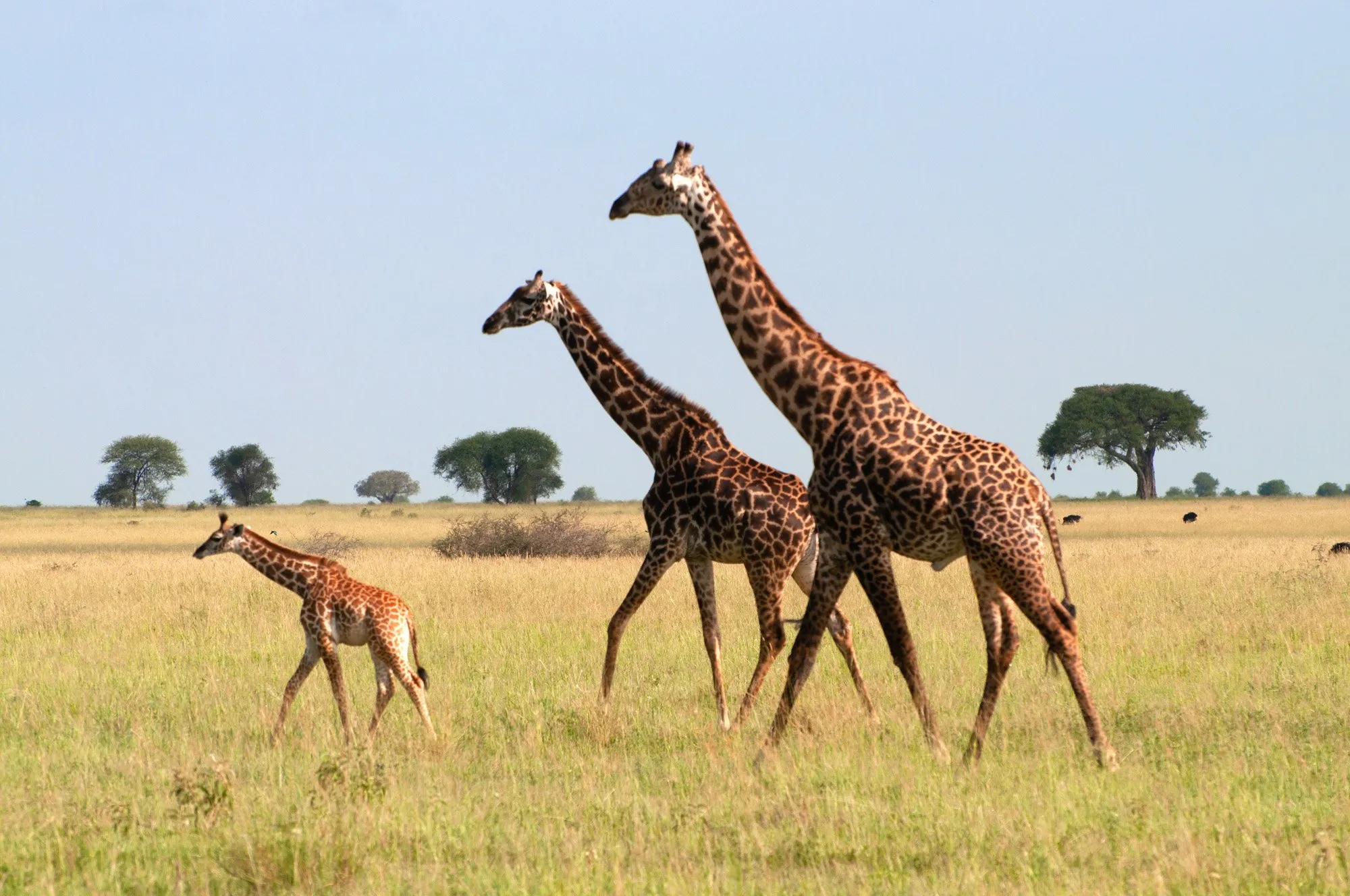 Serengeti & Ngorongoro Crater Private Luxury3