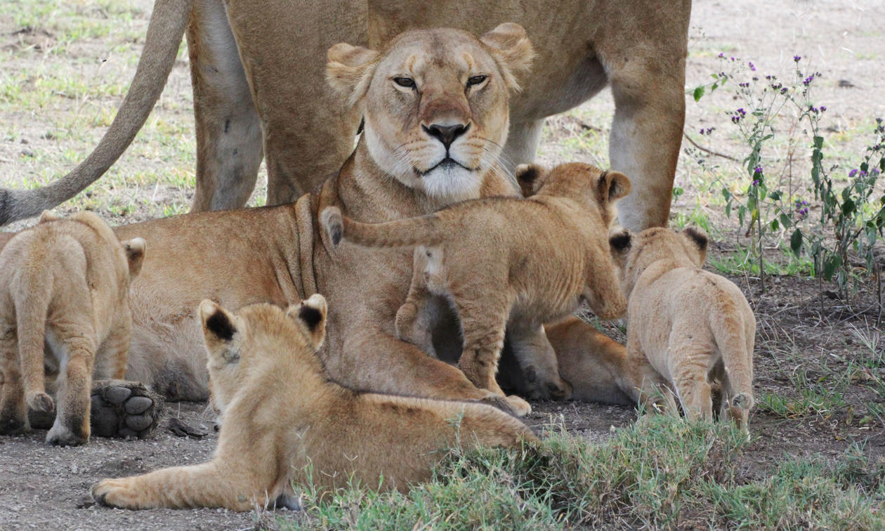 Serengeti & Ngorongoro Crater Private Luxury4