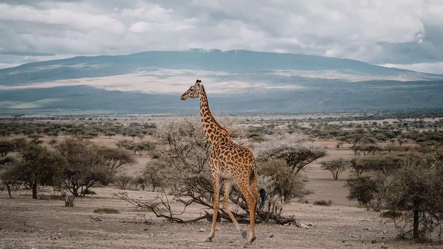 Serengeti & Ngorongoro Crater Private Luxury5