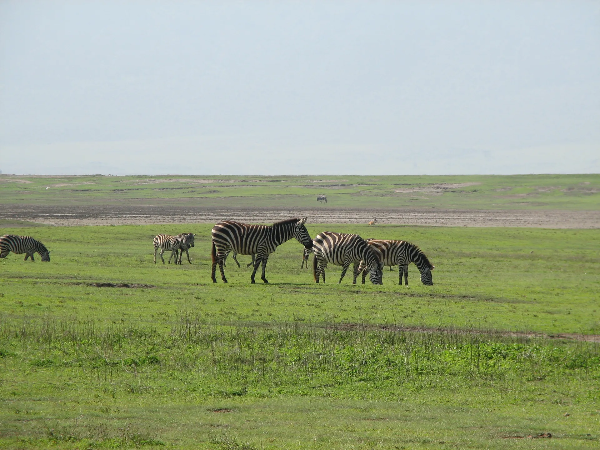 Serengeti & Ngorongoro Crater Private Luxury6