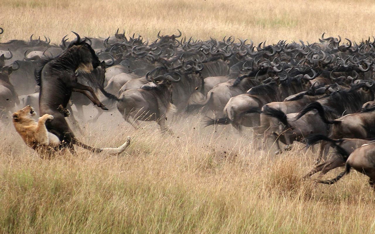 Tanzania Safari- Calving Season Ndutu Area4