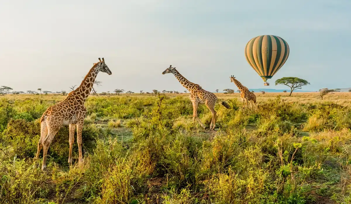 Wonders of Tanzania Safari Experience1