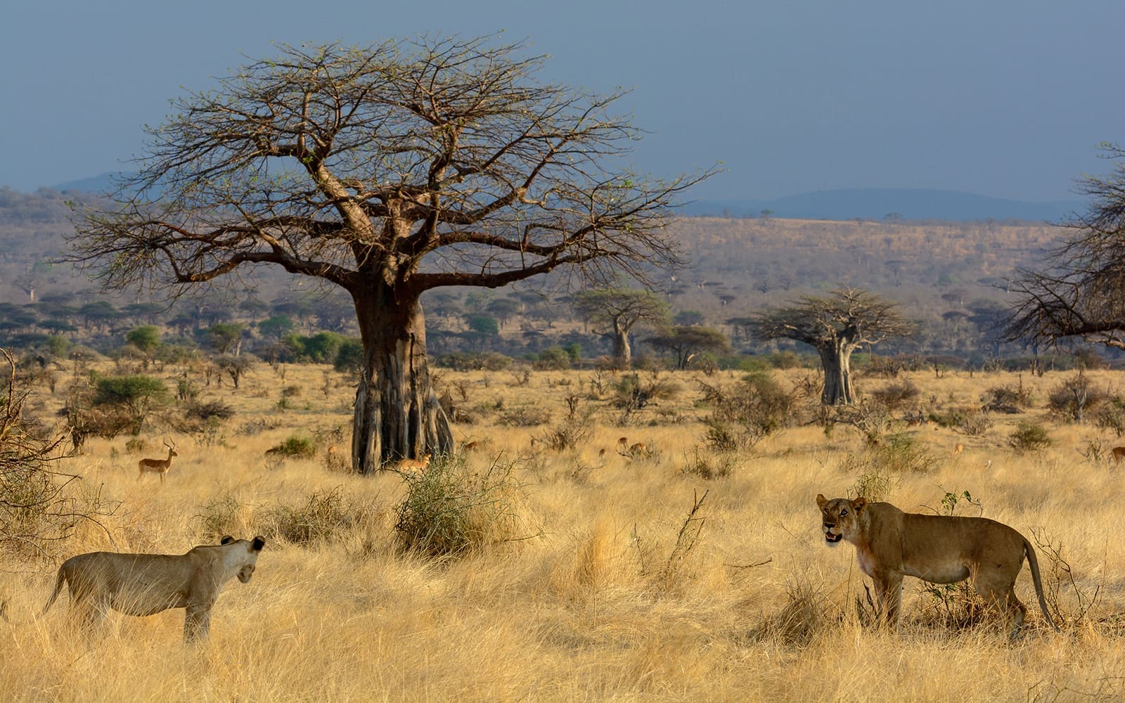 Wonders of Tanzania Safari Experience7