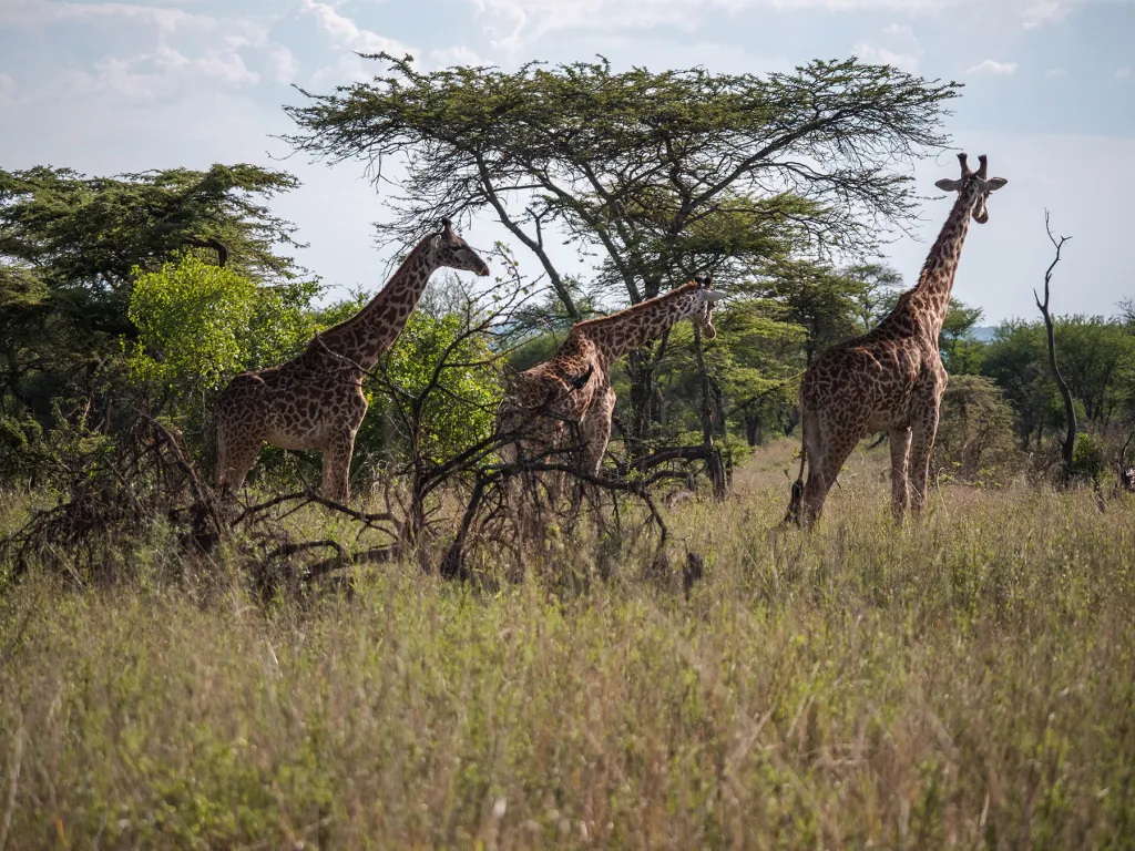 Yoga Experience in Tanzania Safari4