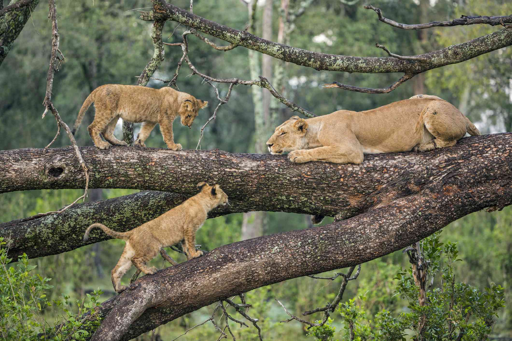 lake manyara national park.