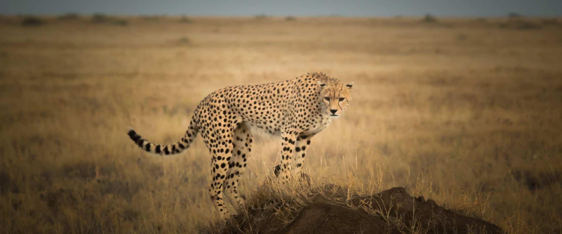 Explore Tanzania Luxury Safari