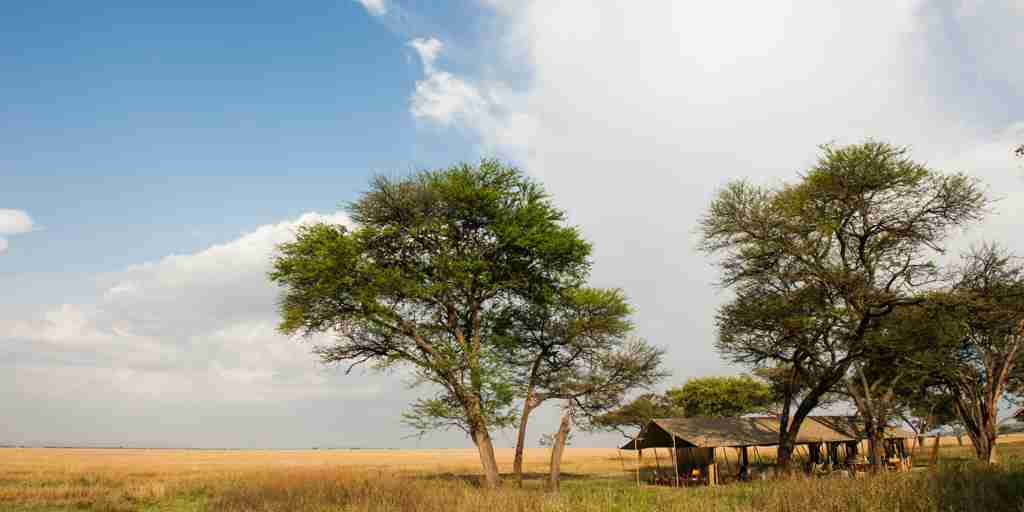 serengeti-safari