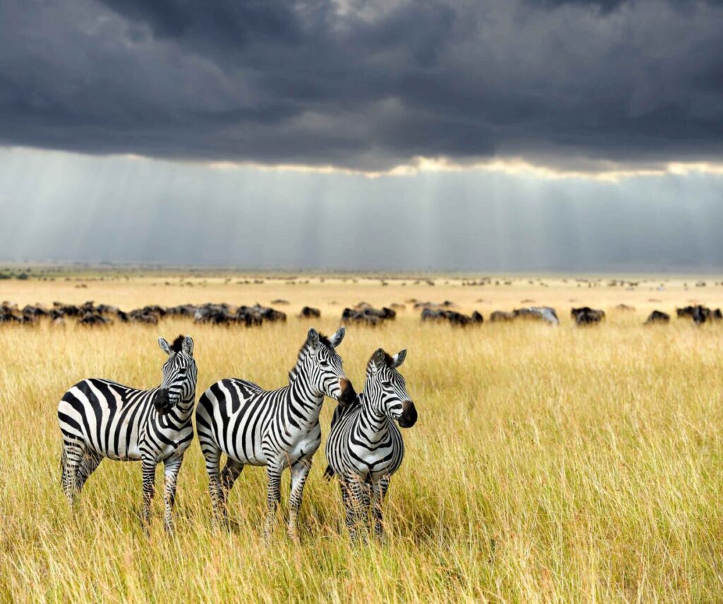 10 Reasons Why You Should Visit Serengeti National Park