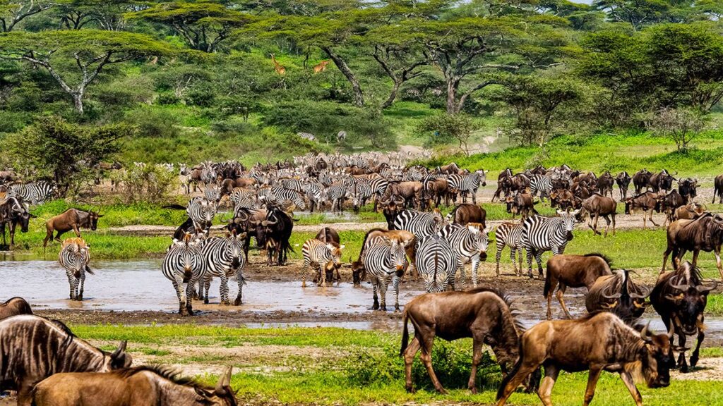Ultimate Serengeti Luxury Safari