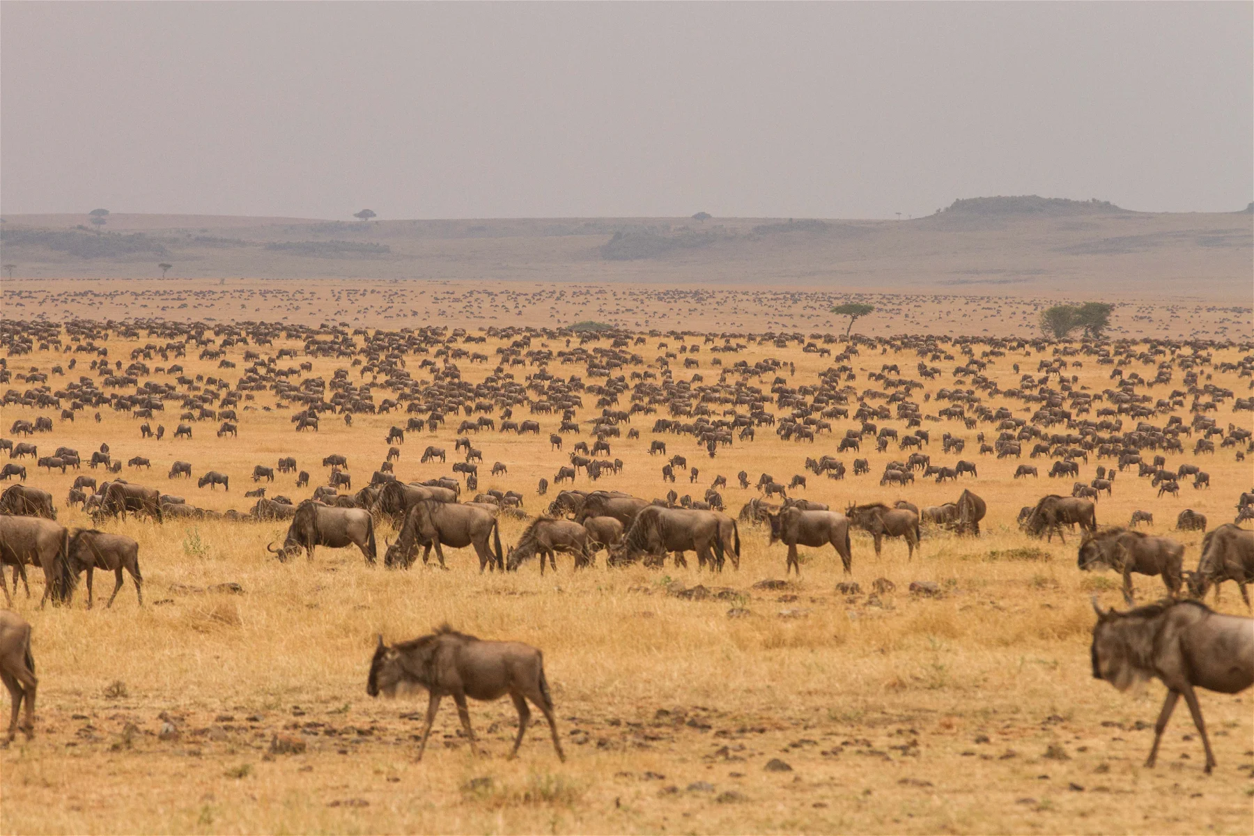 Northern Serengeti National Park