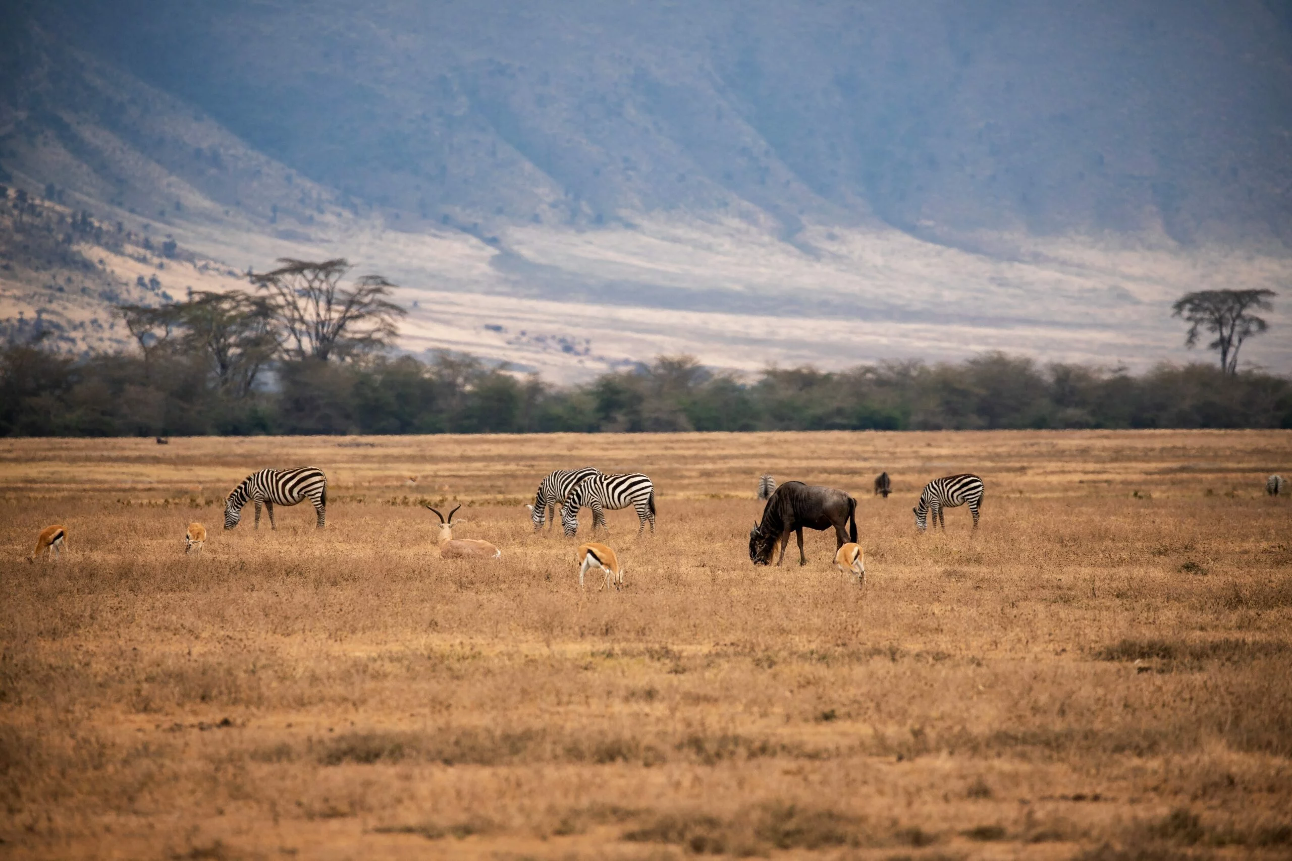 SERENGETI NP