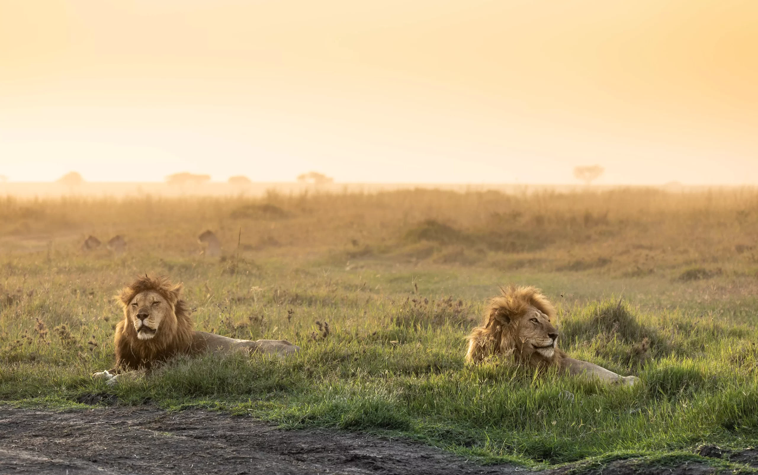 SERENGETI NP1