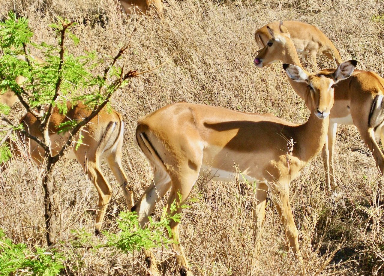 Serengeti National Park.