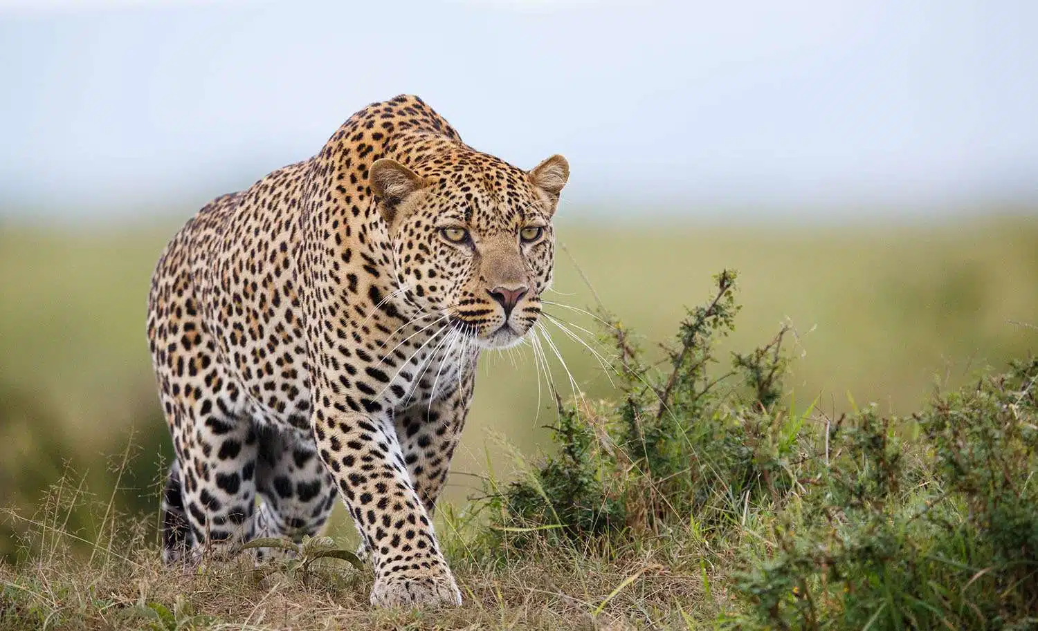 Serengeti & Ngorongoro Crater Private Luxury2