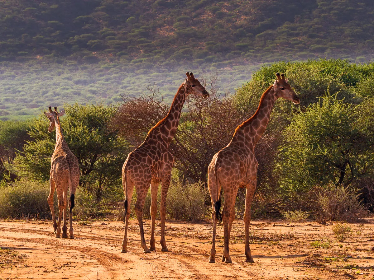 Serengeti Night Game Drive & Wildlife Experience2