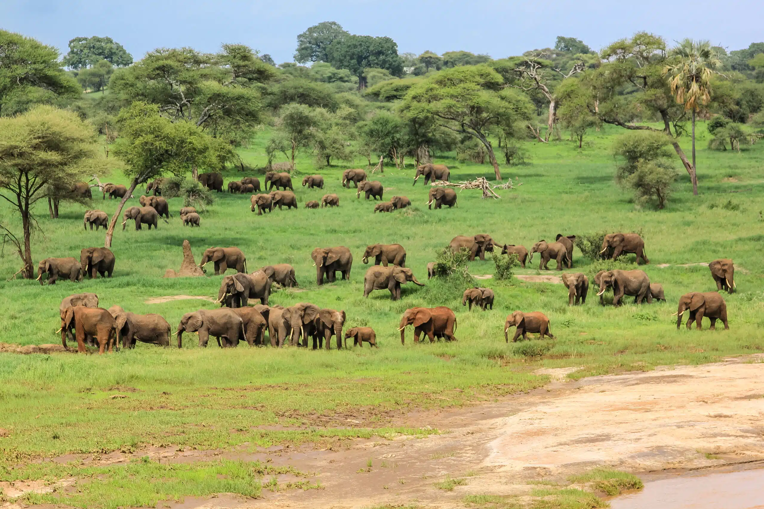 TARANGIRE NP