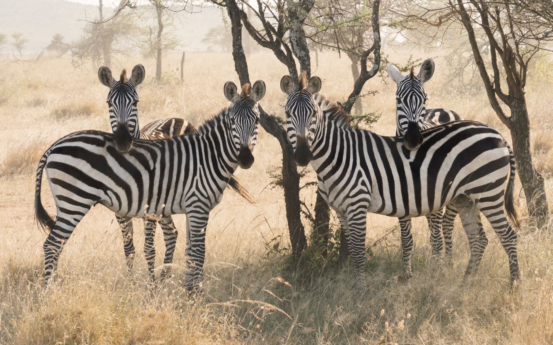 Tanzania Wildlife Safari - Private Budget2