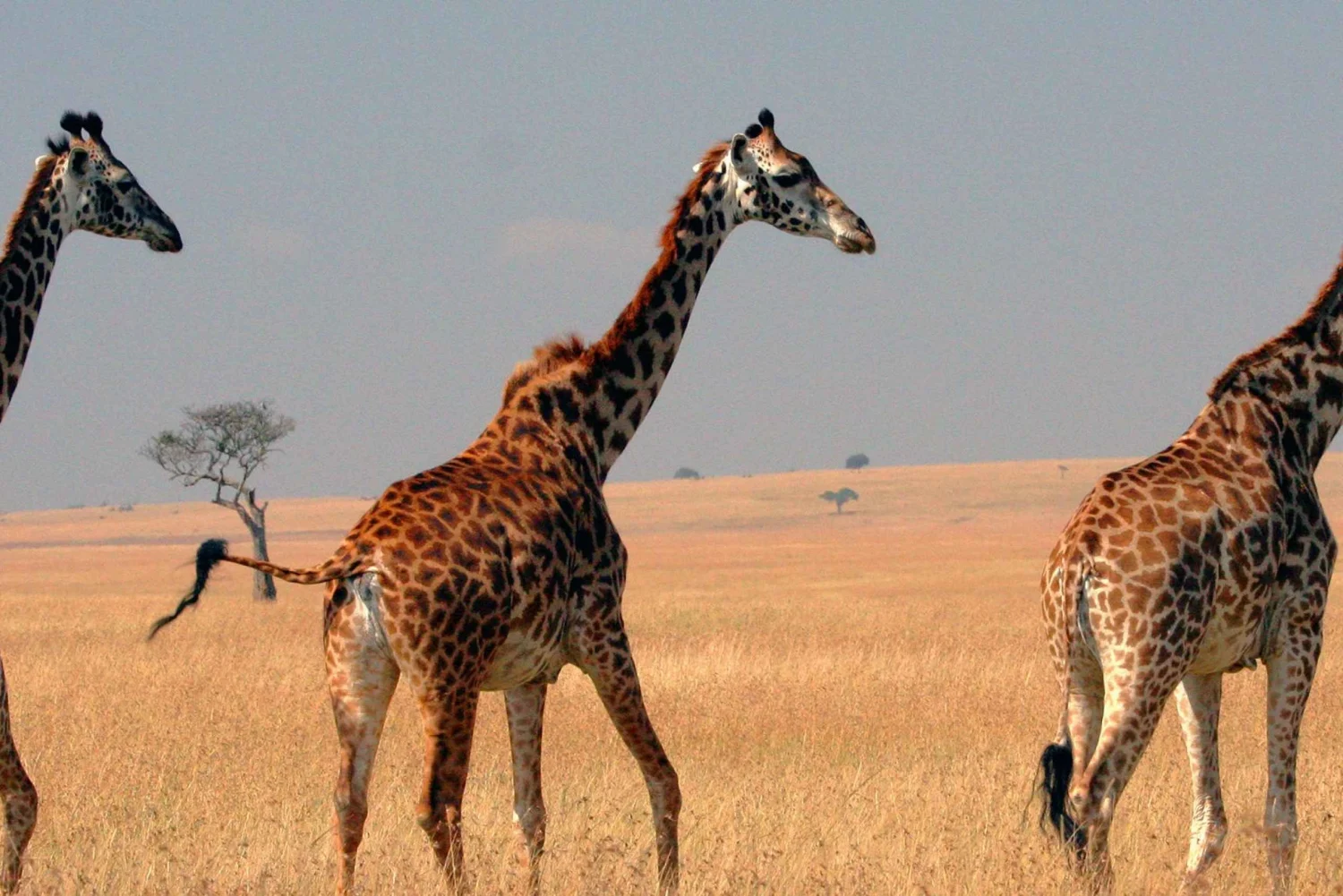 Tanzania Wildlife Safari - Private Budget3