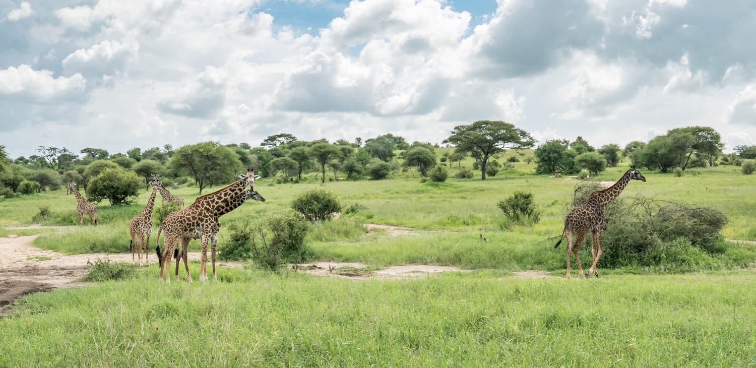 Tanzania Wildlife Safari - Private Budget5