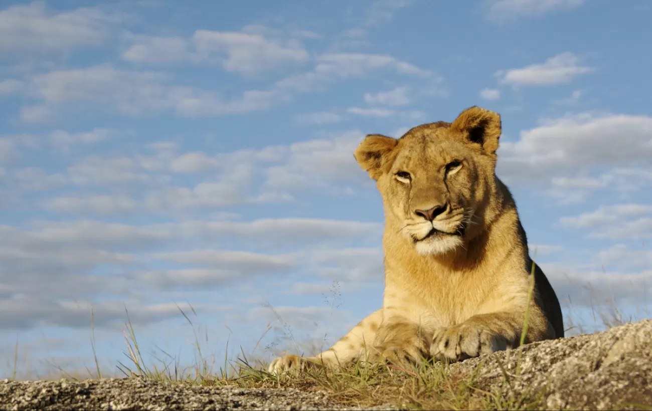 Wildlife Adventure & Scenic Tour – Luxury Safari
