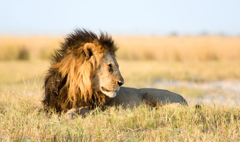 Wildlife Adventure & Scenic Tour - Luxury Safari5