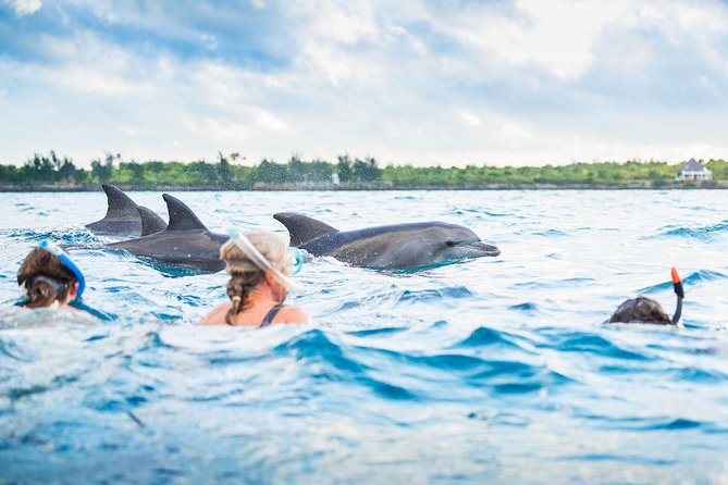 Mnemba dolphin tour