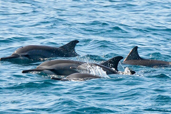 Mnemba dolphin tour2