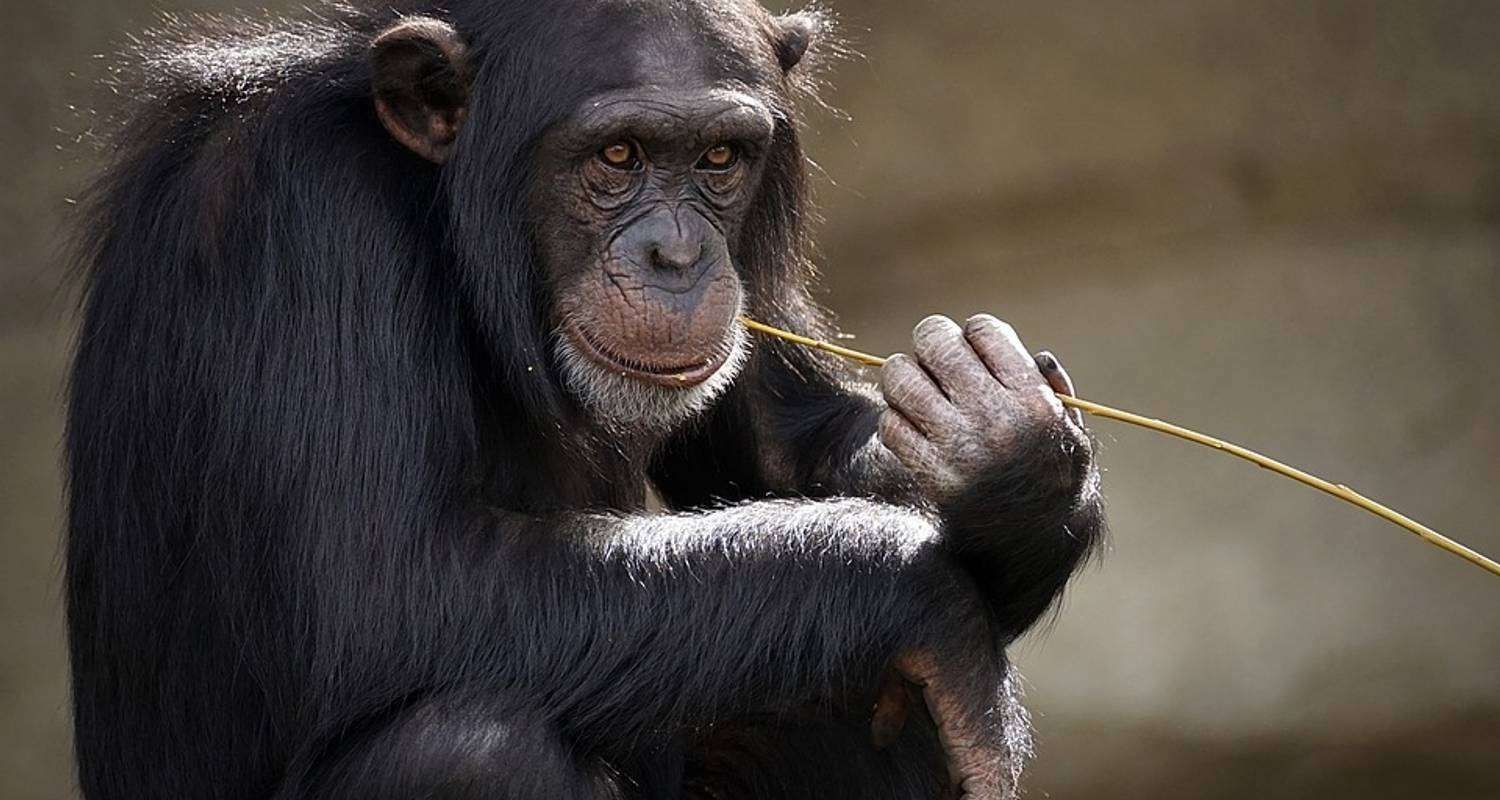 4-Day Exclusive Gorilla Experience – Luxury Tour in Uganda