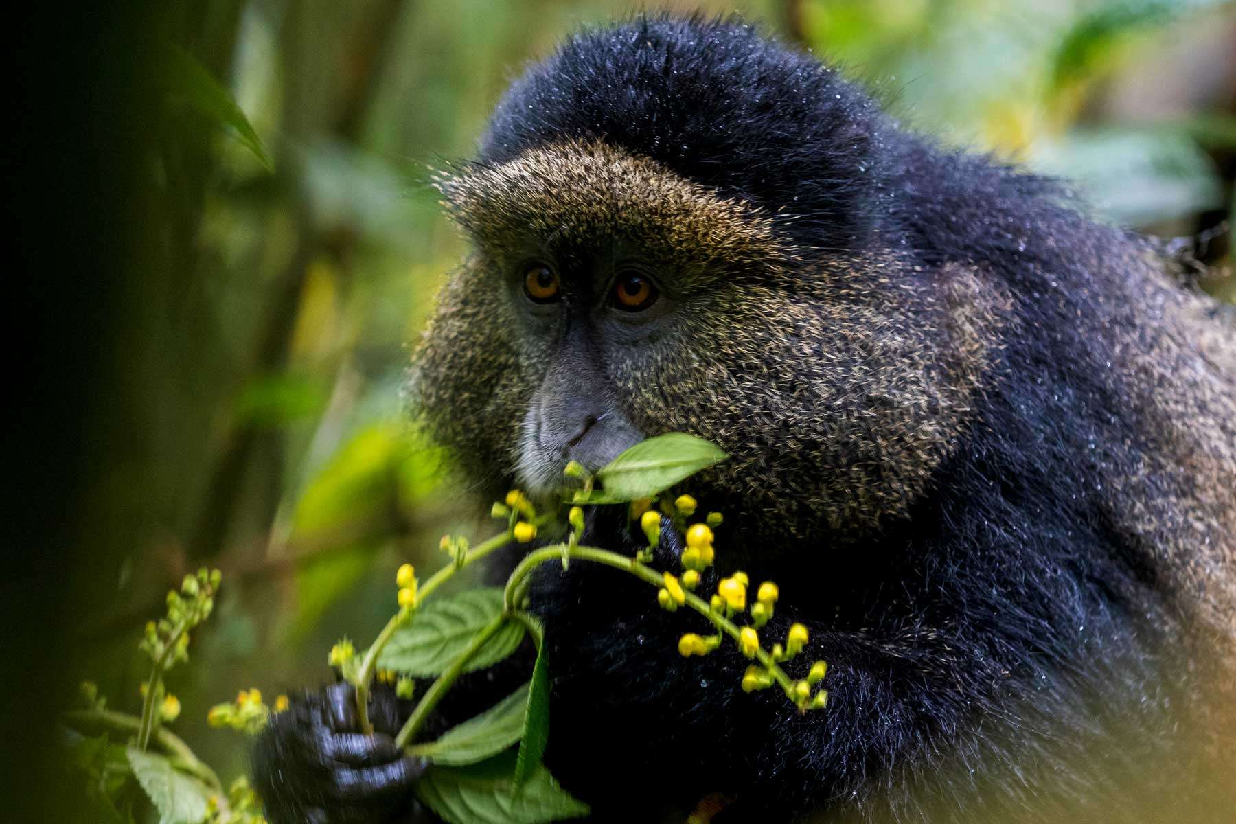 4-Day Rwanda Primate Trekking Adventure