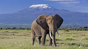 Amboseli Elephant