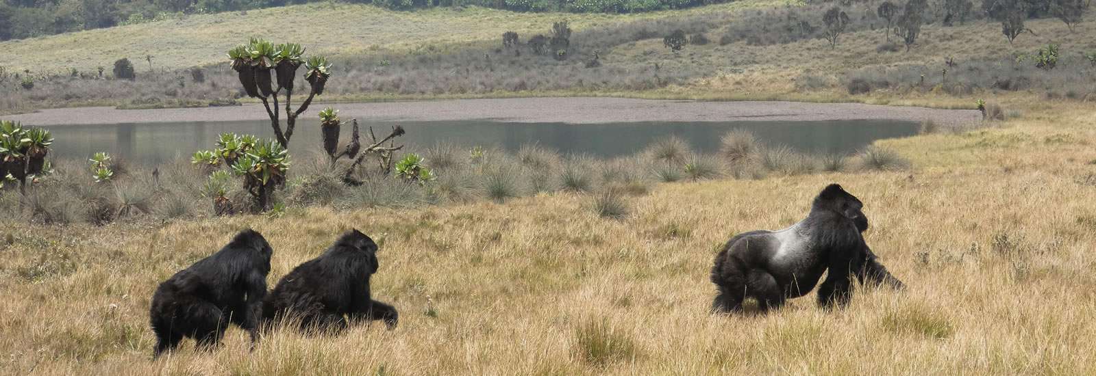 Gorilla-slider-on-bisoke-mtn