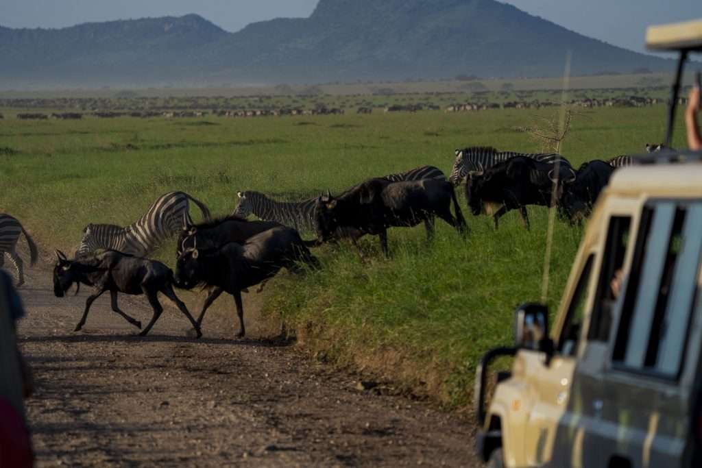 Wildebeest migration in Ndutu during calving season with safari vehicle in Serengeti Tanzania