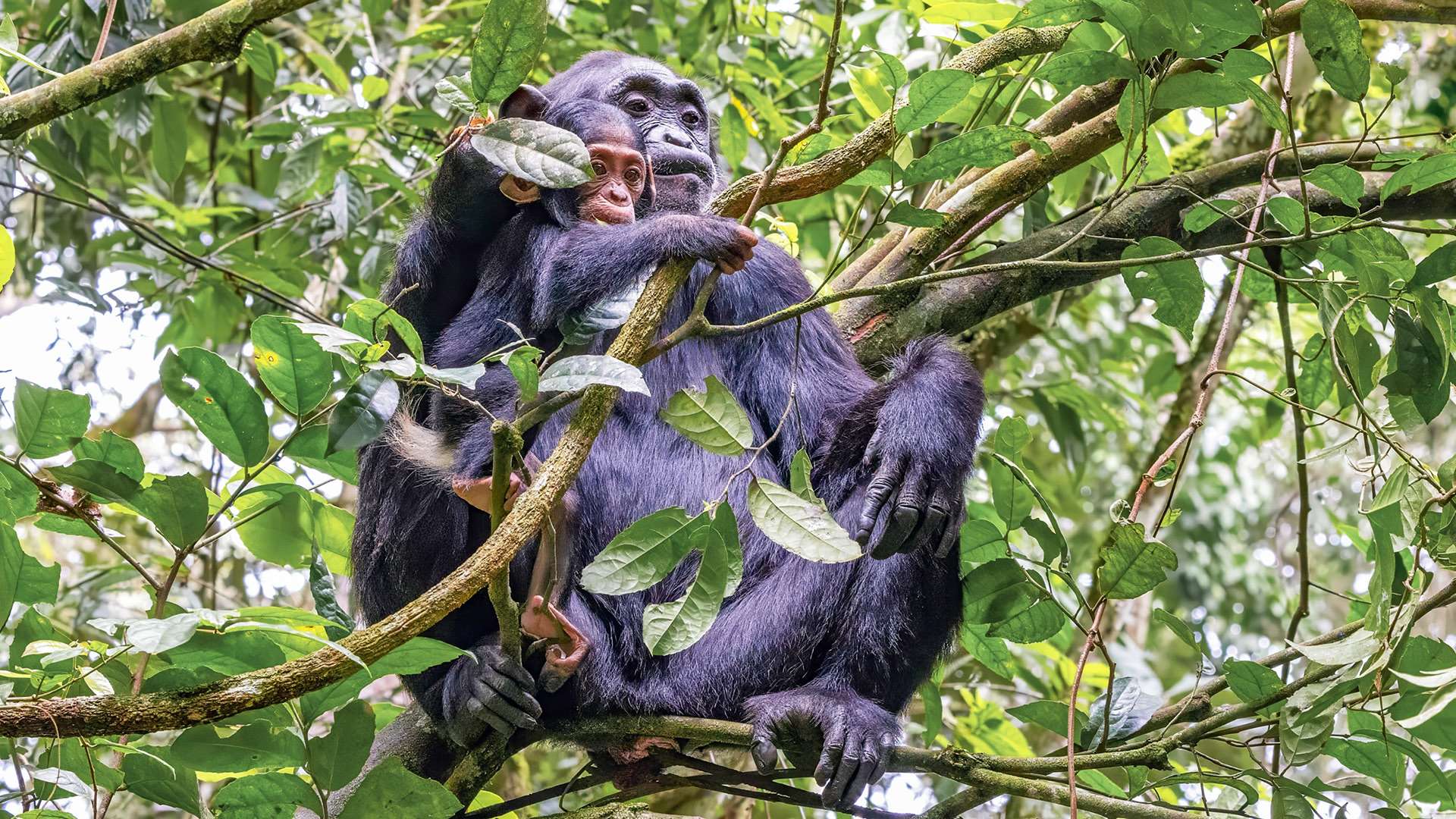 Mother-and-baby-chimpanzee-Kibale-National-Park-Uganda