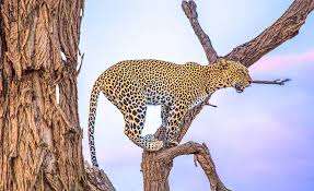 Samburu national Reserve