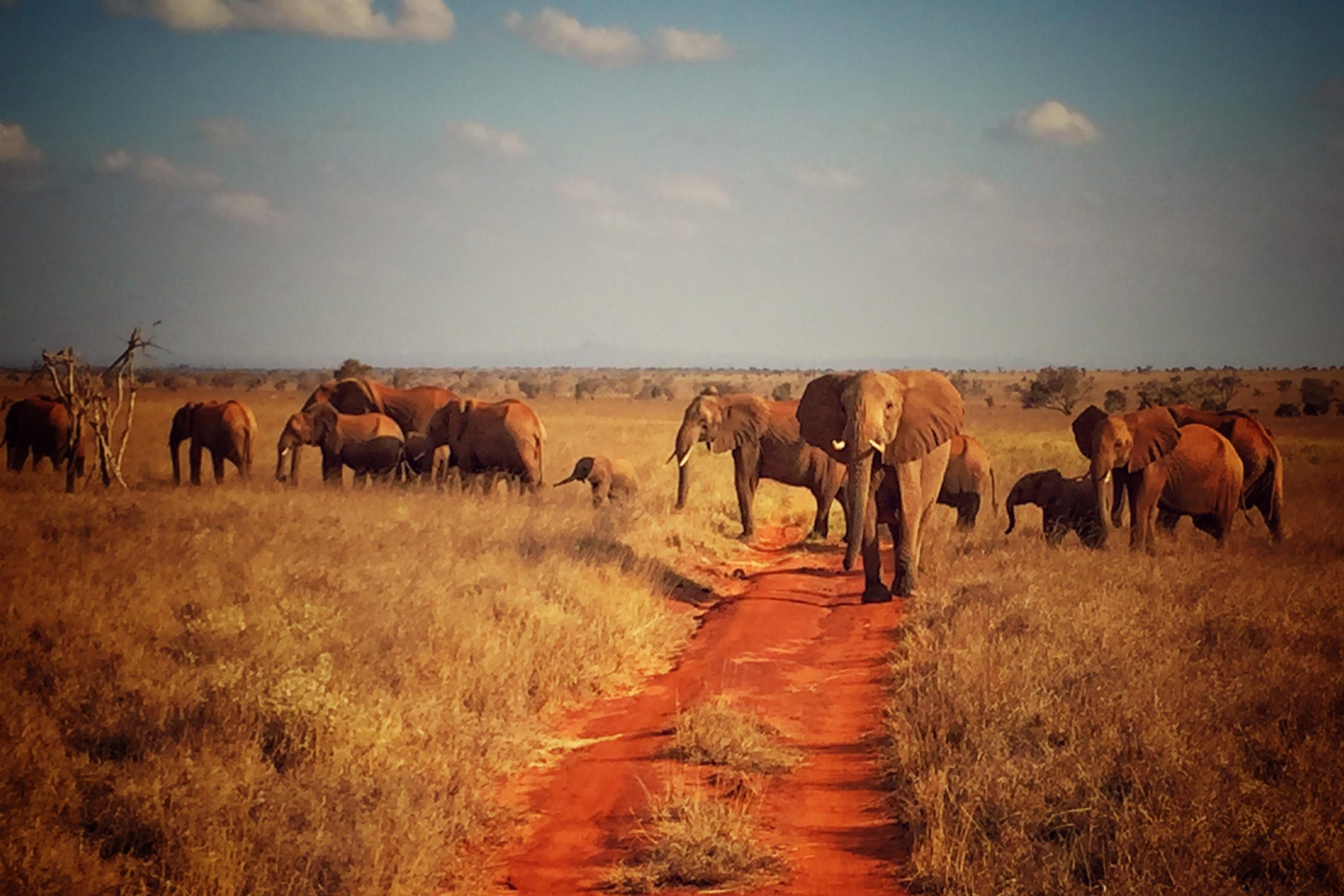 Tsavo National Parks safari- Red Elephant