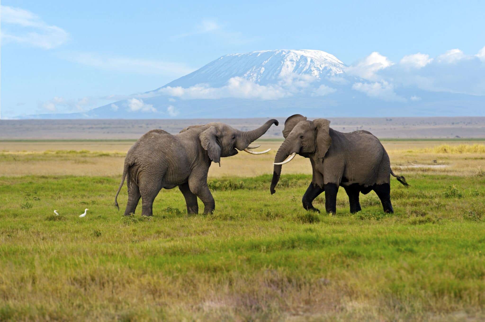 amboseli national park