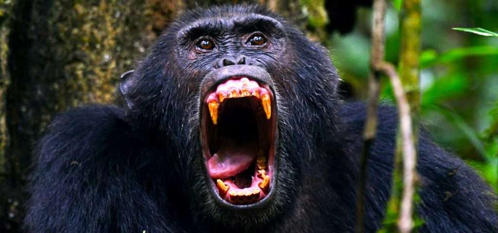 Chimpanzee trekking in Kibale Forest Uganda during safari experience