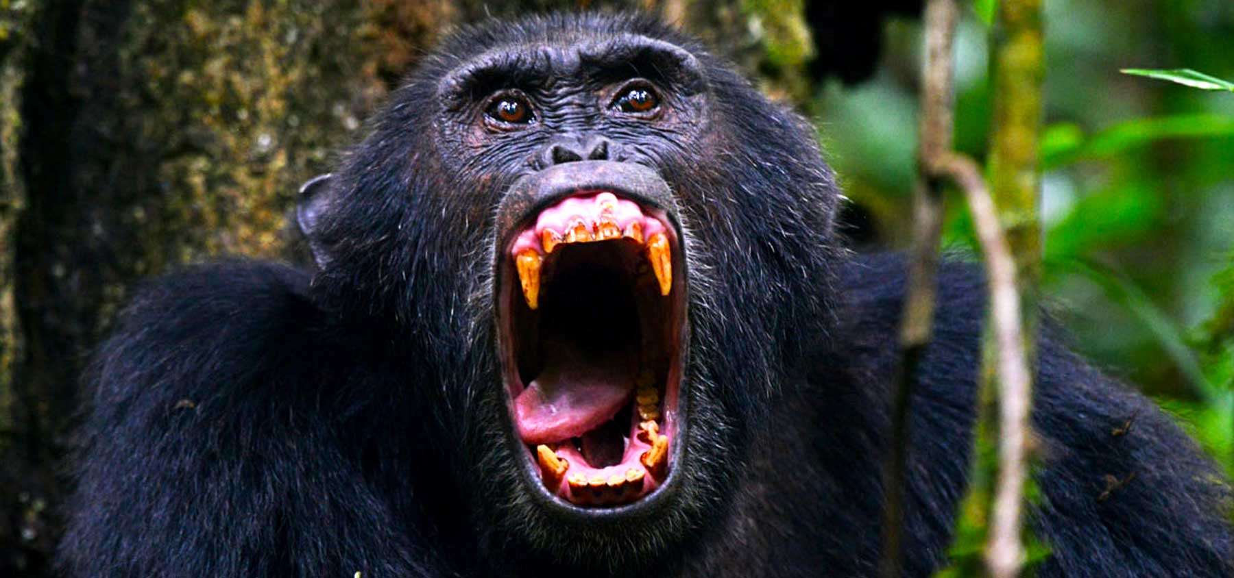 5-Day Uganda Gorilla & Chimpanzee Trekking Safari – Bwindi & Kibale Adventure
