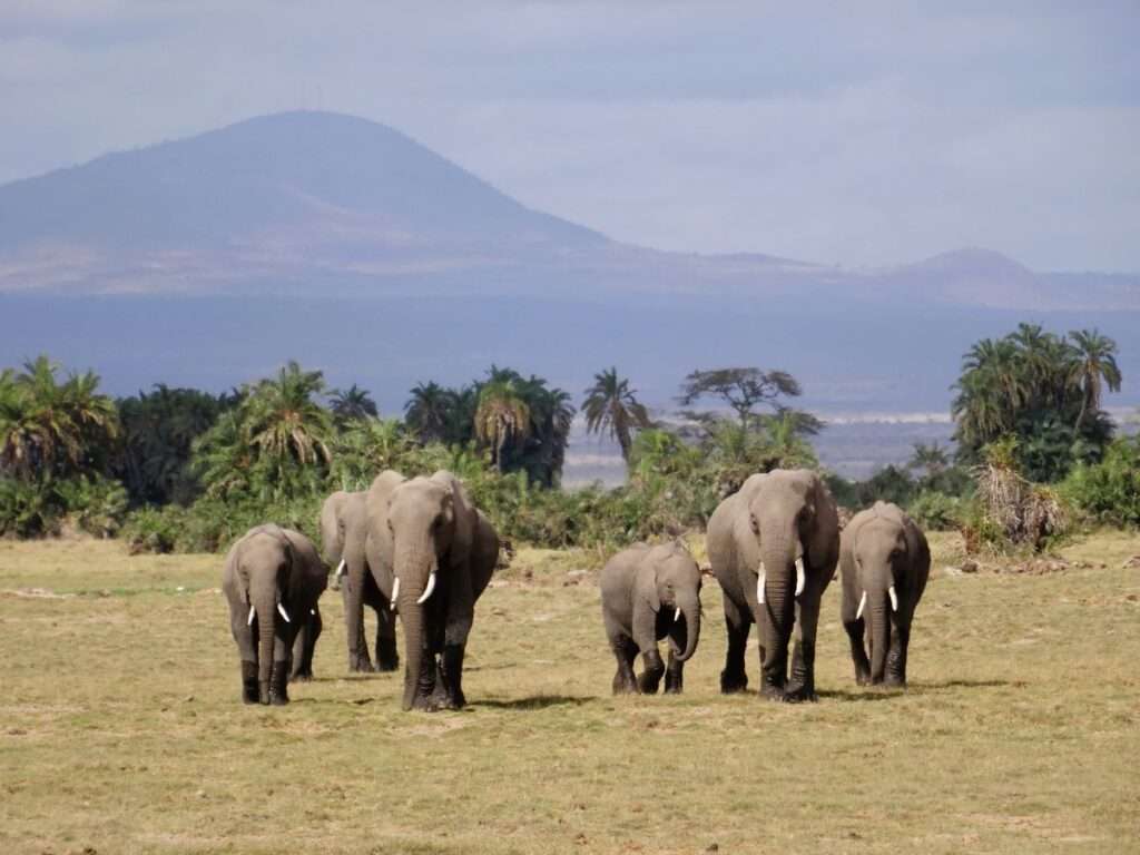 elephants-amboseli