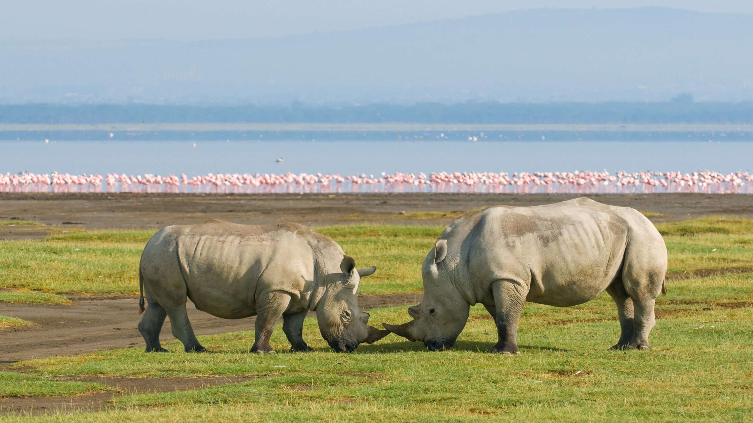 Two rhinos in Lake Nakuru National Park, Kenya